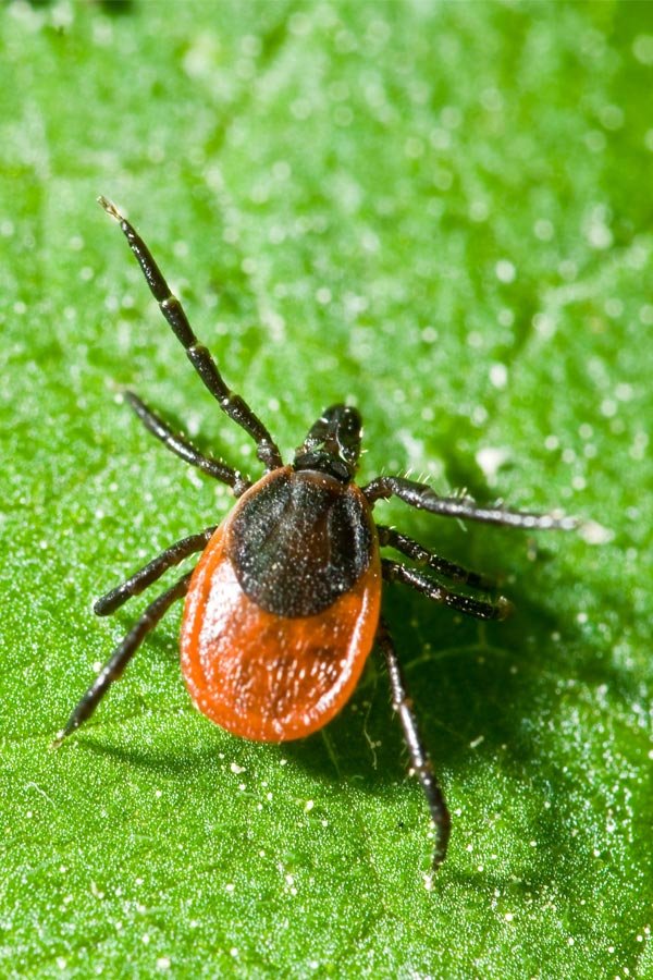 lyme disease ojai bernhoft